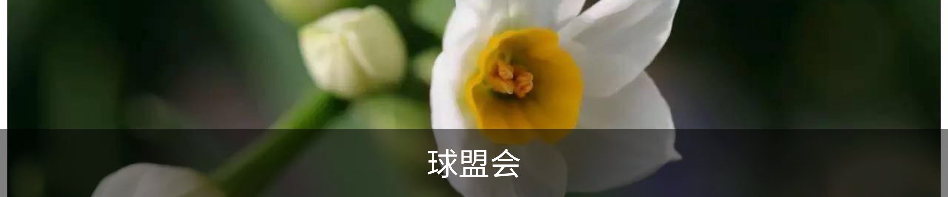 球盟会